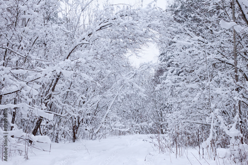 winter forest winter forest