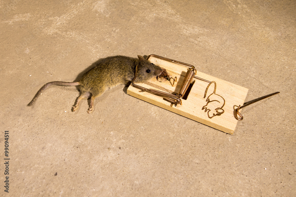 Mouse Caught In Live Trap Stock Photo - Download Image Now