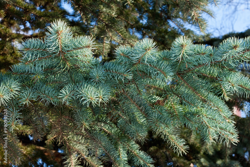 A blue fir tree branch