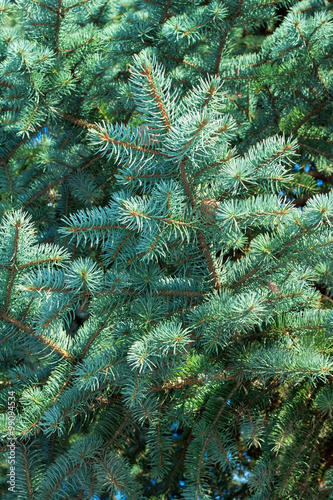 A blue fir tree branch