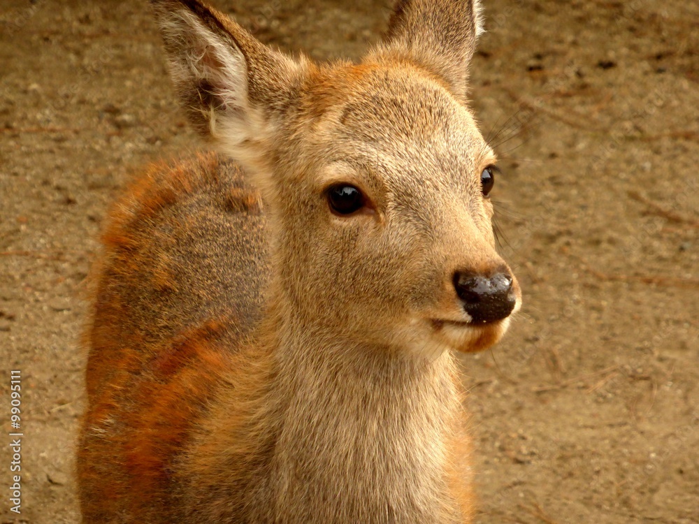 Fototapeta premium Young deer in Nara