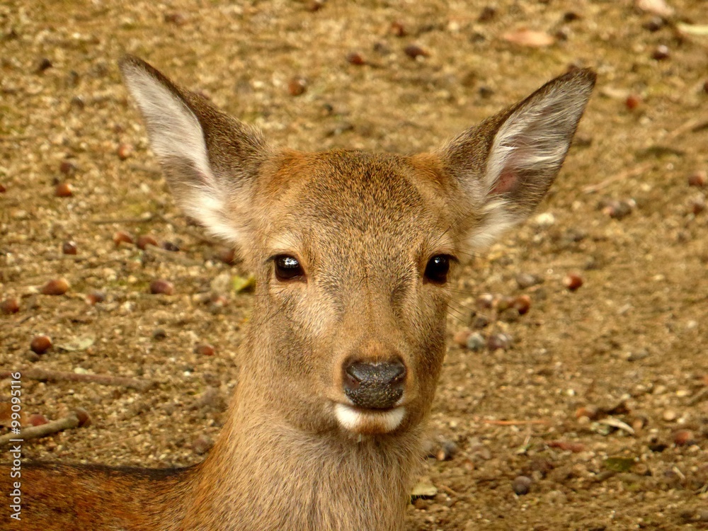View of young deer in Nara