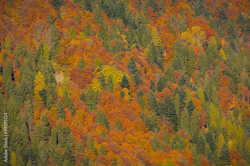 Forest of larch, beech and fir trees in autumn