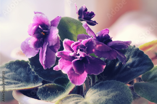 Beautiful Purple Violet Flowers  photo