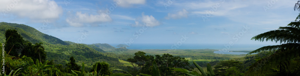 Rainforest panorama