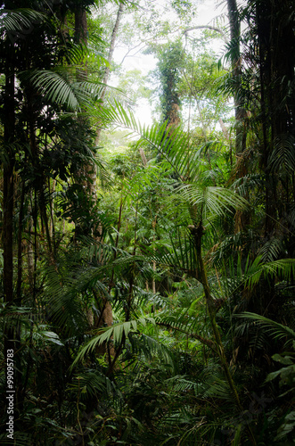 Dense rainforest vegetation