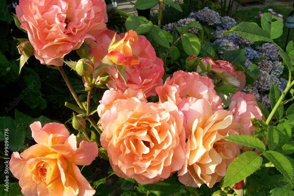 Obraz premium Rosen, rosa, Blüten