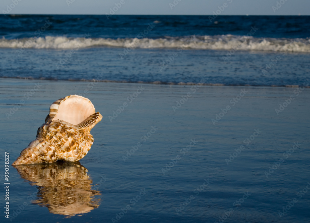 Large Triton shell on the beach with approching wave. Tritons are very large predatory marine gastropods (snail) in the genus Charonia Large Triton shell on the beach with approching wave. Tritons are very large predatory marine gastropods (snail) in the genus Charonia