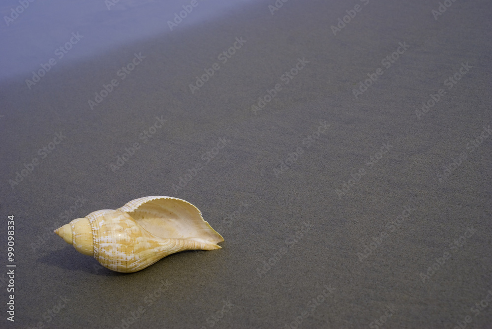 Tulip shell (Fasciolaria) is predatory, subtropical and tropical sea snails from the Western Atlantic. Tulip shell (Fasciolaria) is predatory, subtropical and tropical sea snails from the Western Atlantic.