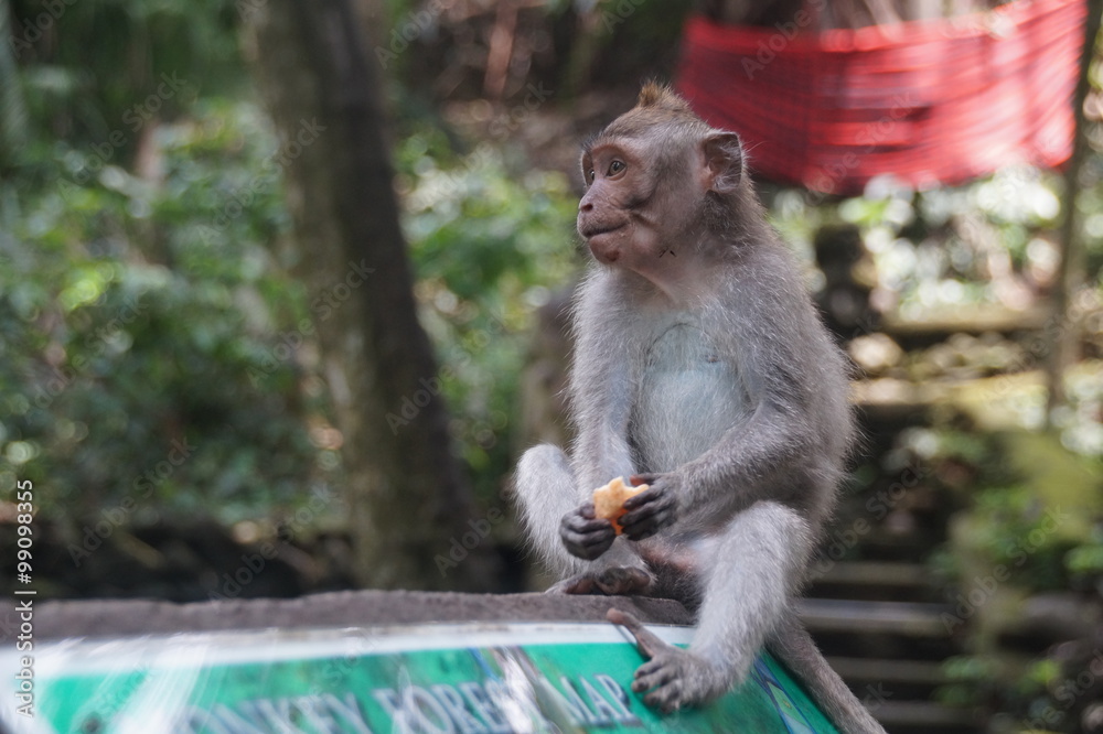 Naklejka premium Monkey , Bali, Indonesia