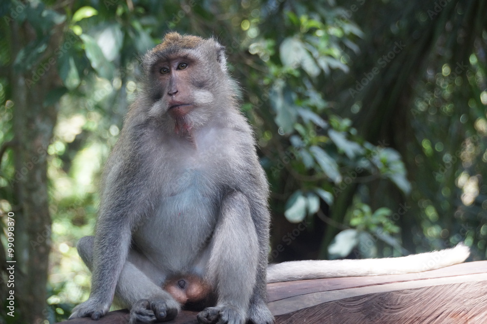 Monkey , Bali, Indonesia