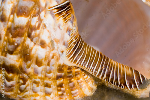 Large Triton shell on the beach with approching wave. Tritons are very large predatory marine gastropods (snail) in the genus Charonia photo