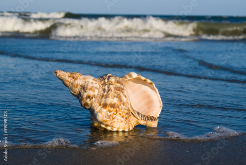 Large Triton shell on the beach with approching wave. Tritons are very large predatory marine gastropods (snail) in the genus Charonia