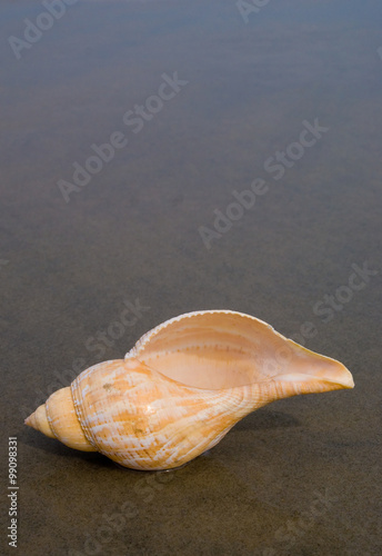 Tulip shell (Fasciolaria) is predatory, subtropical and tropical sea snails from the Western Atlantic. photo