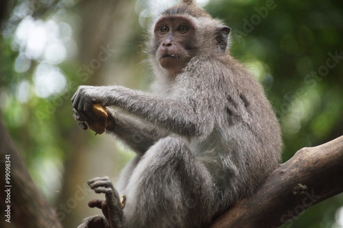 Monkey , Bali, Indonesia