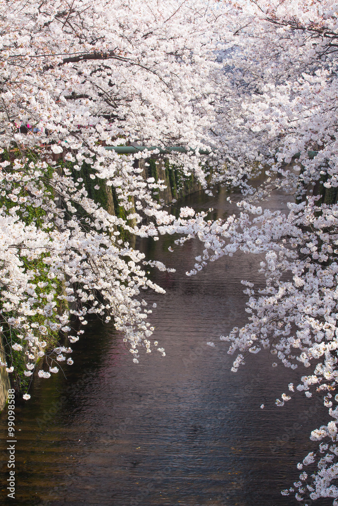 Beautiful sakura cherry blossom at Nakameguro Tokyo, Japan