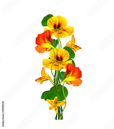 nasturtium flowers isolated on white background