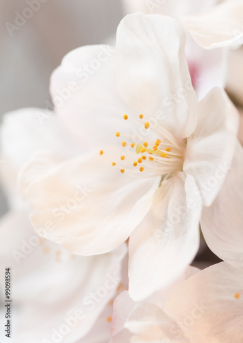 Fototapeta Naklejka Na Ścianę i Meble -  Close - up beautiful cherry blossom sakura flower