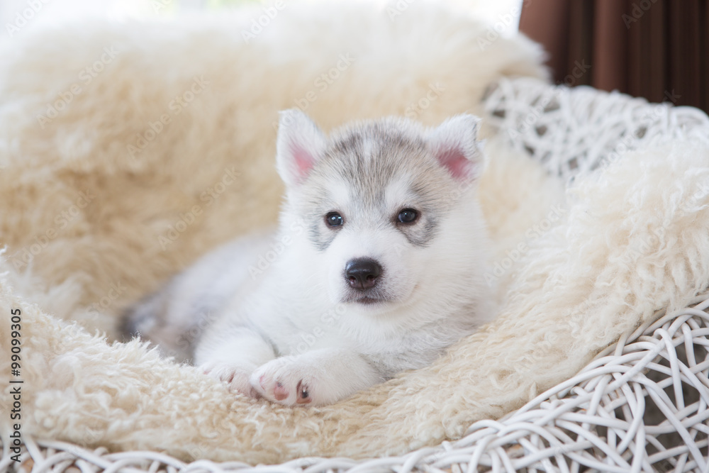 Fototapeta premium cute siberian husky puppy sleep on rattan chair