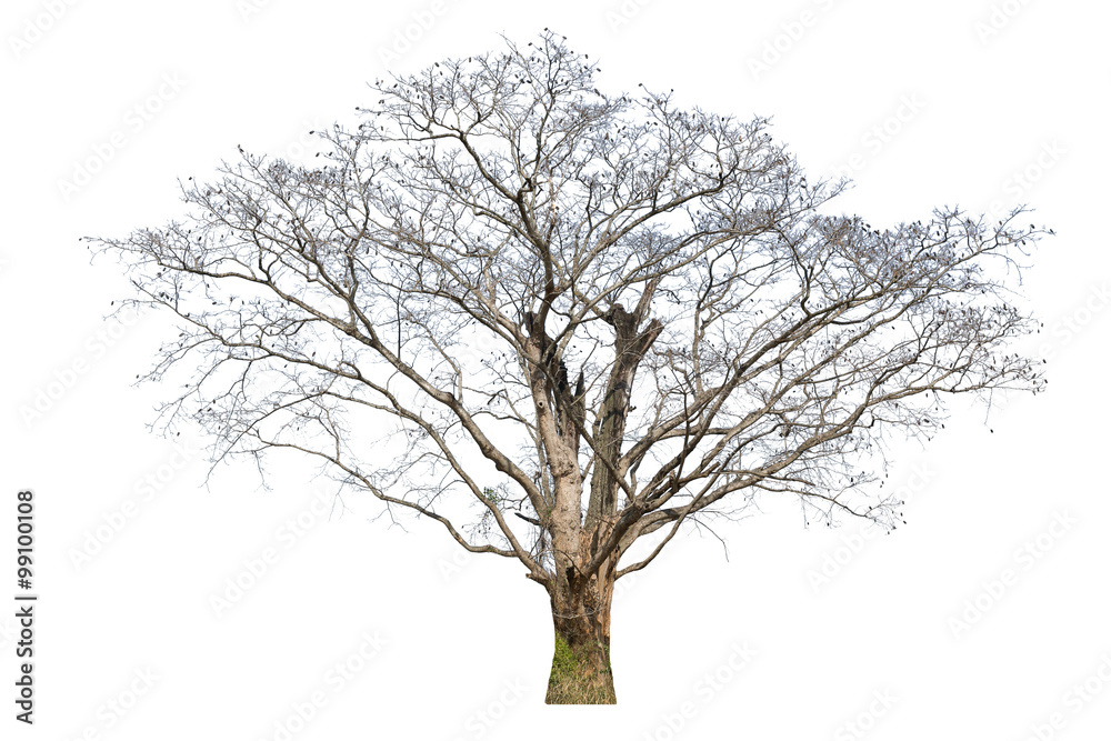 Old big tree dead isolated on white background. Old big tree dead isolated on white background.