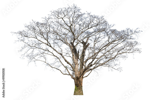 Old big tree dead isolated on white background.