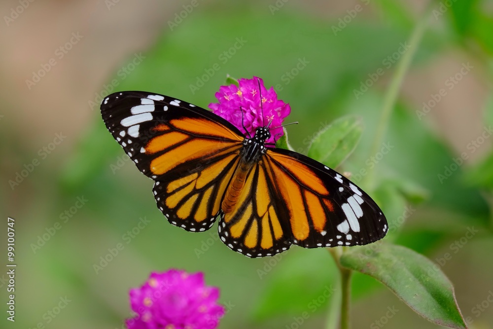 Close up of orange butterfly on flower Close up of orange butterfly on flower