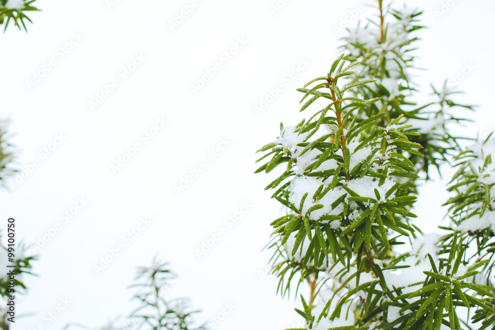 snow on plants with white space snow on plants with white space