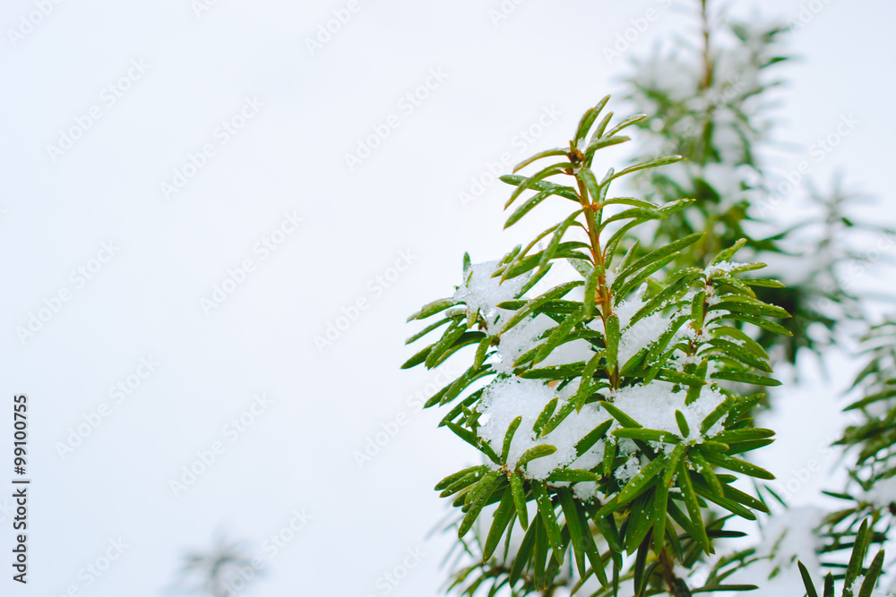 snow on plants with white space