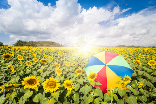 Fields sunflower with a colorful umbrella on the sunlight.