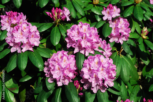 Fototapeta Naklejka Na Ścianę i Meble -  pink Rhododendron blooming in spring