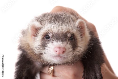 Fotografi domestic polecat closeup