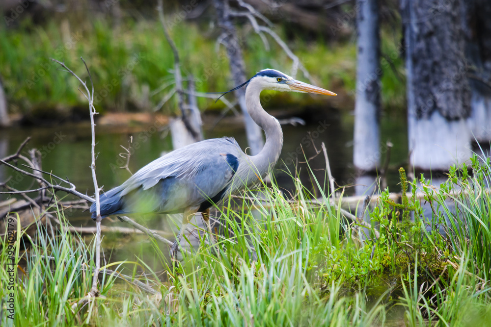 Fototapeta premium Great Blue Heron (Ardea herodias)