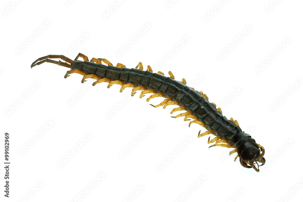 Centipede isolated on white background Centipede isolated on white background