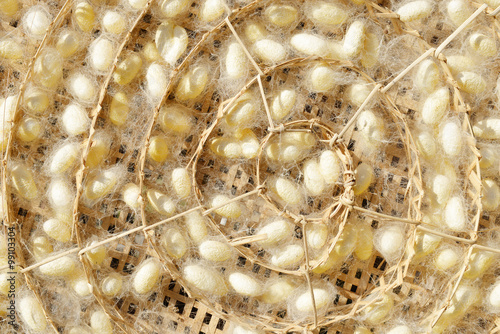 Two species of white cocoon, gold and silver as a raw material f