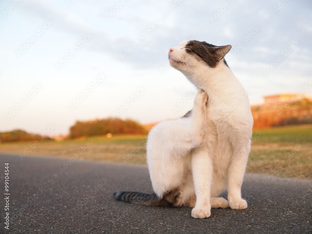 首を掻く猫 首を掻く猫