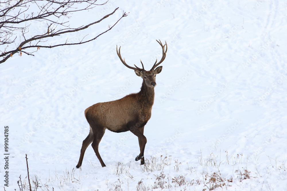 Portrait of young  red deer in snow