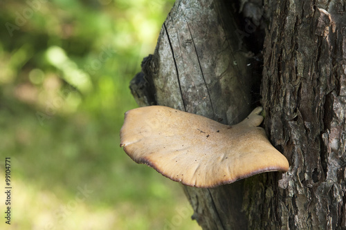 Sponk or timber fungus