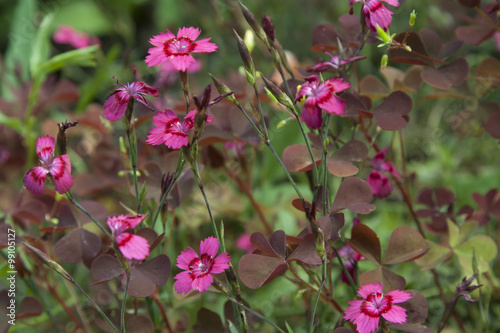 Wallpaper Mural Pink flowers and grass Torontodigital.ca