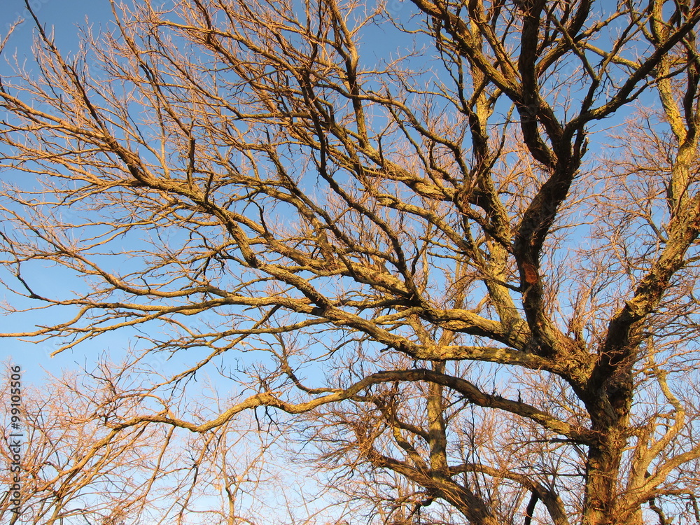 Tree branches without leaves against the blue sky in the sun Tree branches without leaves against the blue sky in the sun