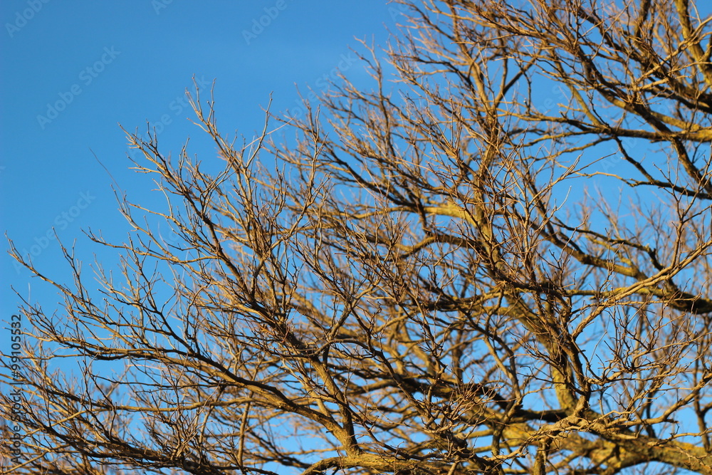 Tree branches without leaves against the blue sky in the sun Tree branches without leaves against the blue sky in the sun