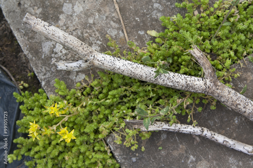 Fototapeta premium Submerged stump