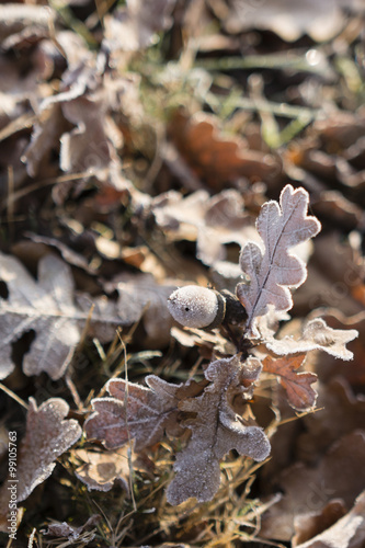 acorn and leaves on the ground with morning frost