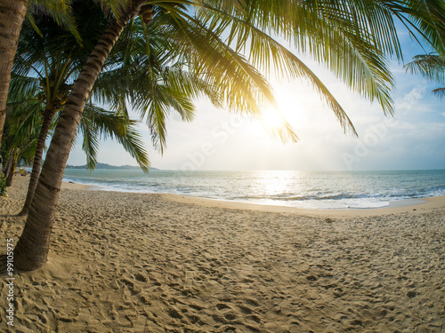 Tropical beach with coconut trees