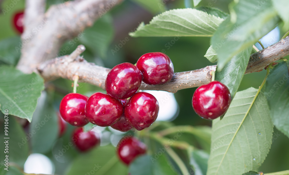 Branch of cherry tree with berries Branch of cherry tree with berries