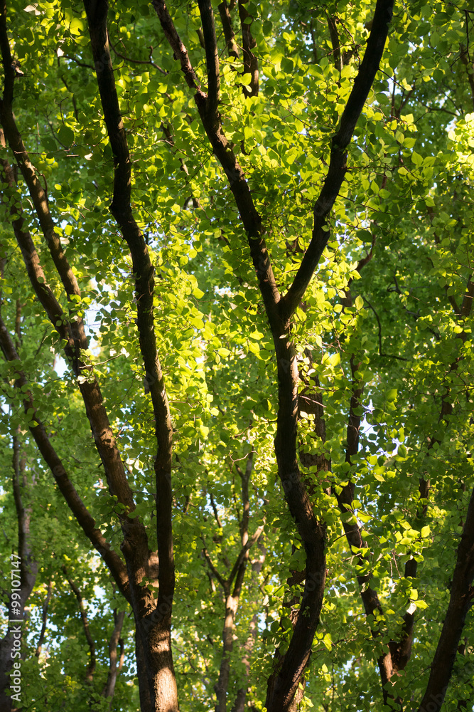 Background of sunlighted branches and leaves of a tree Background of sunlighted branches and leaves of a tree