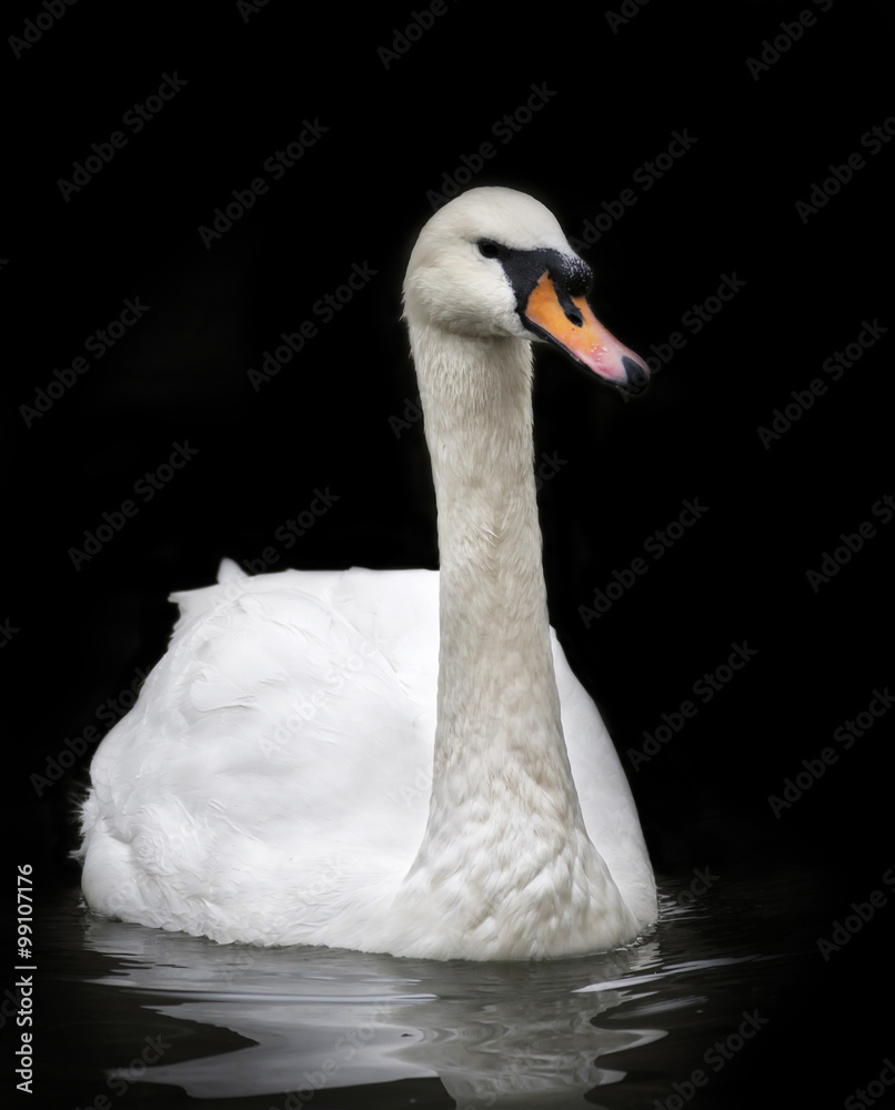Fototapeta premium Portrait of a whooping swan, front view, isolated on black background. White swan with orange beak in twilight. Wild beauty of a excellent web foot bird.