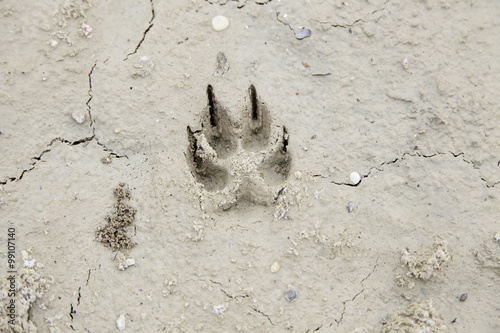Dog footprints in the mud