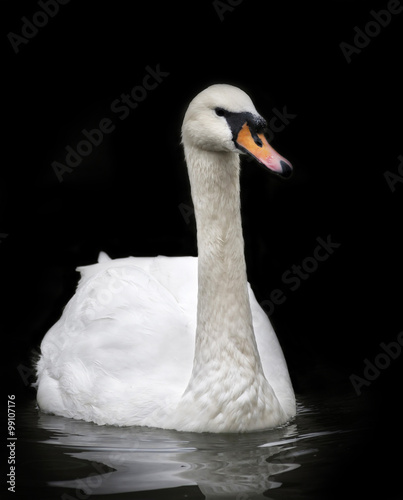 Fototapeta Naklejka Na Ścianę i Meble -  Portrait of a whooping swan, front view, isolated on black background. White swan with orange beak in twilight. Wild beauty of a excellent web foot bird.