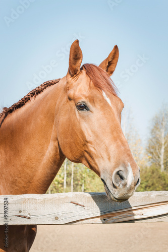 Портрет породистой лошади