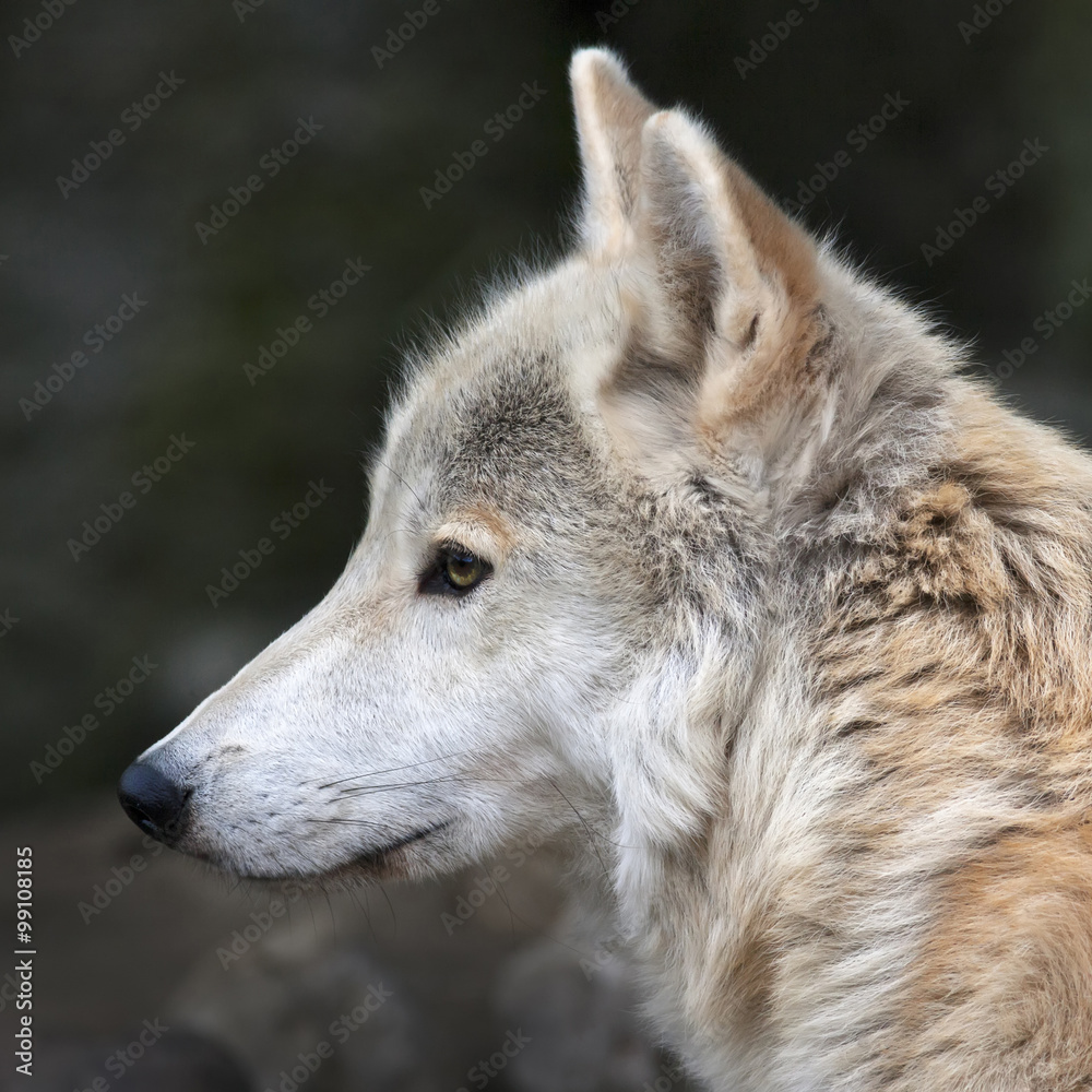 The head macro portrait of a polar wolf male. Eye to eye with the very dangerous beast of the cold North. Severe beauty of the wildlife. Clever look of the wild white dog. Square image. The head macro portrait of a polar wolf male. Eye to eye with the very dangerous beast of the cold North. Severe beauty of the wildlife. Clever look of the wild white dog. Square image.